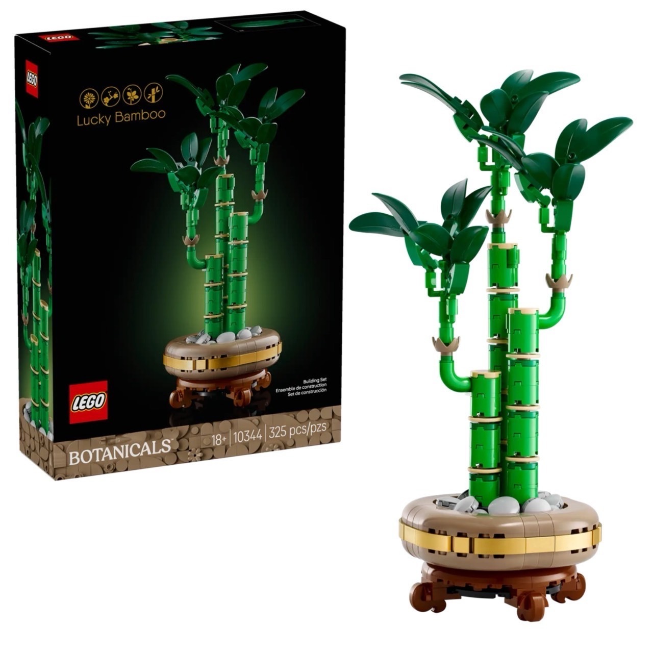 開運竹 Lucky Bamboo